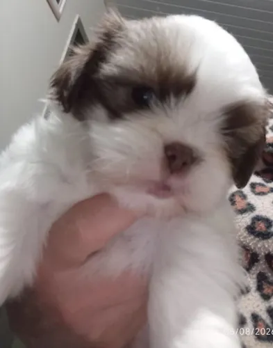 Vendo filhote micro shitzu último macho com 45 dias 