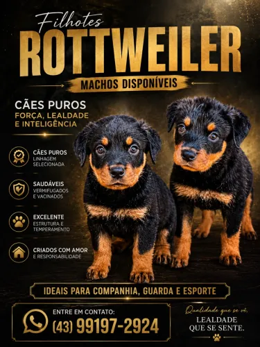 FILHOTES DE ROTTWEILER DISPONÍVEIS