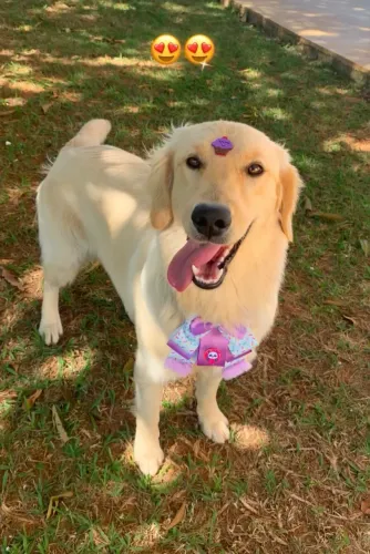 Fêmea 7 meses com pedigree