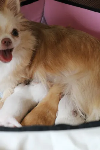 Chihuahua fêmea 