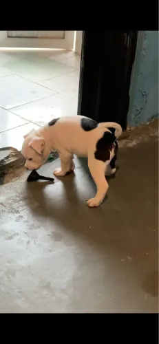 Filhote de pitbull vermifugado 2 meses