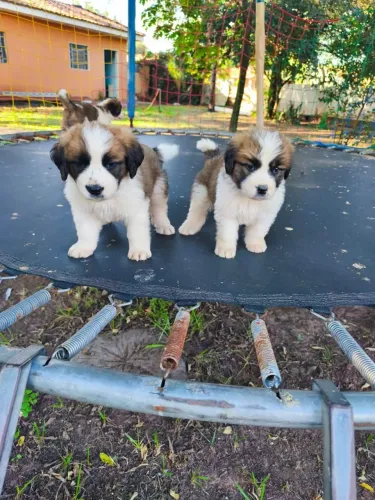 Filhote de cachorro São Bernardo
