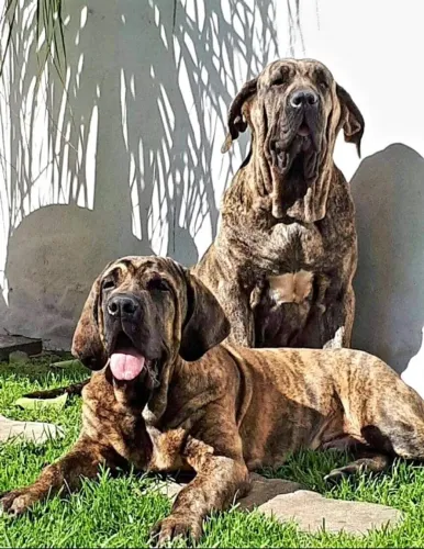 Filhote Fila Brasileiro