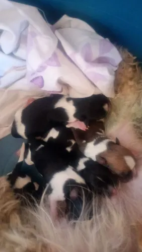 Vendo filhotes de shih tzu