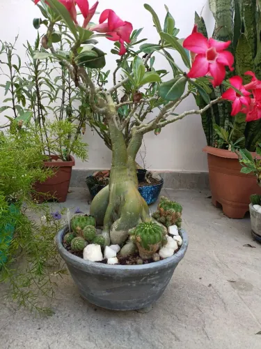 Muda rosa do deserto vermelha - 7 anos 