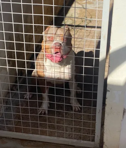 Pitmonster fêmea