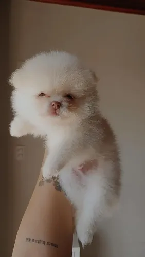 Vendo Filhote Spitz Alemão Macho
