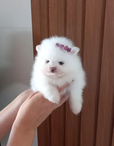 Cachorro Lulu da Pomerania filhote saudável, oportunidade limitada