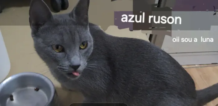 Vende essa gatinha fofura remedinho que cura anciedade solidaoinho