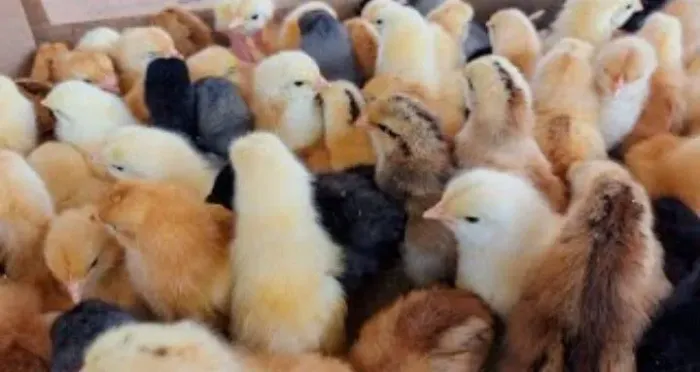 Pintinhos de poedeiras e Granja