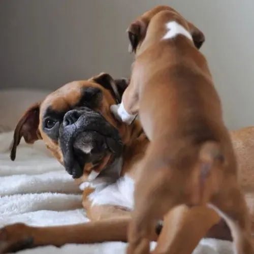 Boxer Paz que se ajeita no sofá