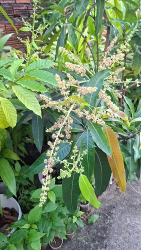Frutíferas enxertadas 