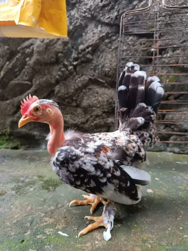 Casal de mini garnisé polacos