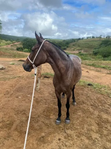 Egua rosilha
