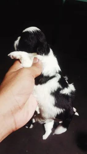 Shihtzu