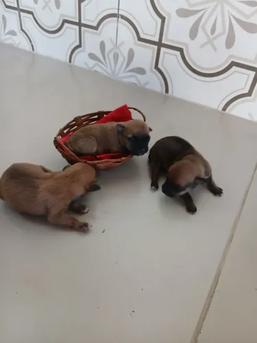 Filhotes de cachorro pinscher 