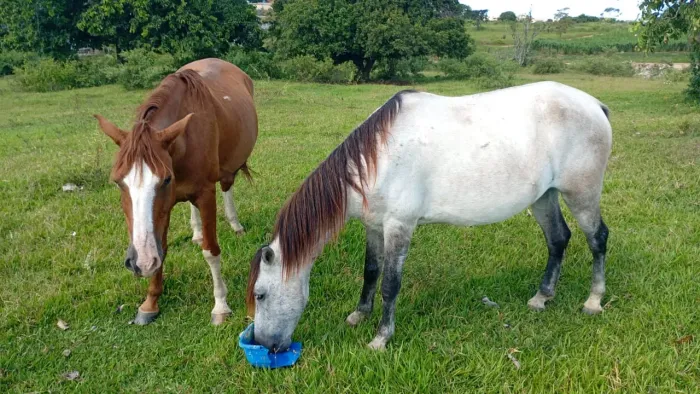 2 cavalos macha picada 