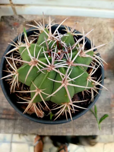 Cacto coroa de frade