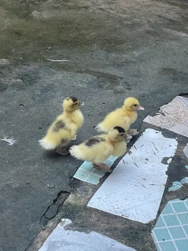 Três Patinhos 