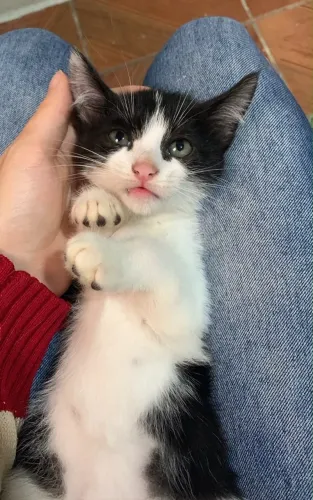 ADOÇÃO GATAS