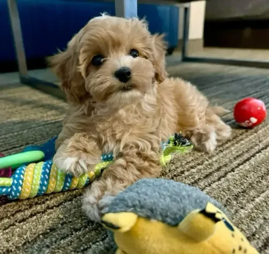 Poodle - Um Novo Amigo Pode Estar Mais Perto do Que Você Imagina