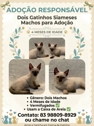 Doação de gatinhos