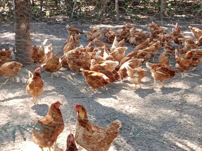 Vendo galinhas caipira 