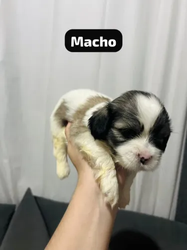 Vendo filhote de Shih Tzu