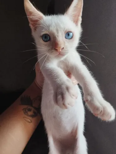 Gatinho macho para doação 
