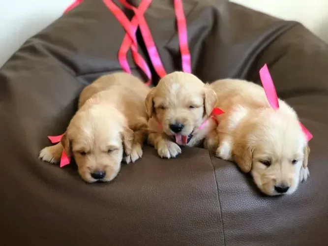 Golden retriever filhotes
