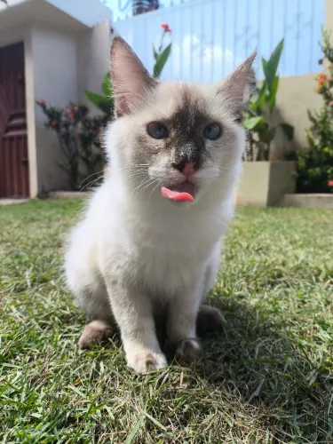 Doação de gatinha castrada