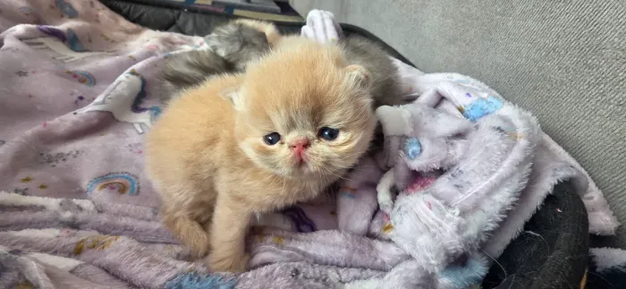 Filhote de gato Persa