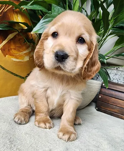 Apaixone-se!!! Cocker Spaniel a Pronta Entrega.