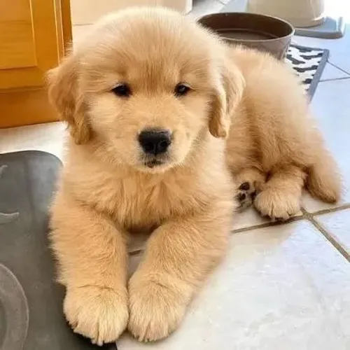 cachorro