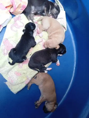 Filhotes de cachorro pra doação!