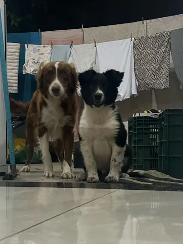 Cadela boder collie
