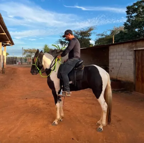 Cavalo