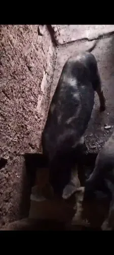 Porca amojando