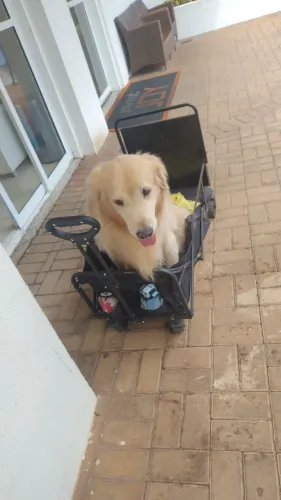Carrinho pra cachorro