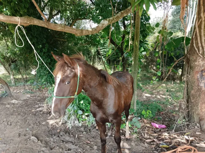 potro quarto de milha puro sem documento 
