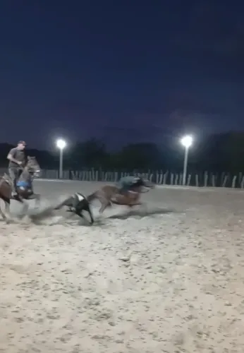 Cavalo de direita exames em diad