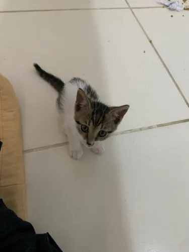 Gatinho macho adoção