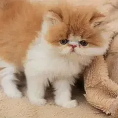 Gato Persa Fêmea Linda