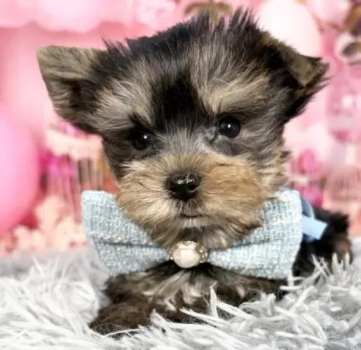 Baby yorkshire super docil brincalhao e vacinado com contrato