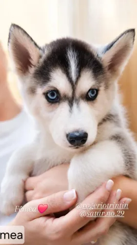Filhotes Hasky 