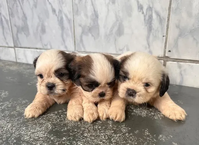Shih tzu