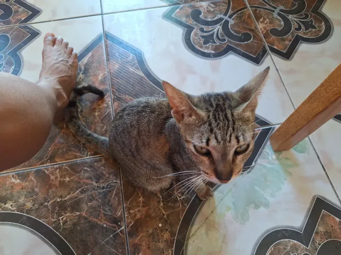 Pet