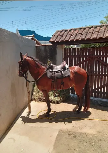 CAVALO MARCHADOR 