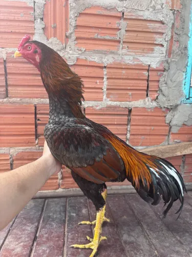 Frango indiano