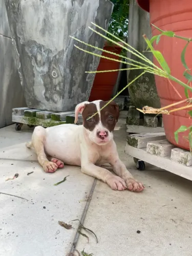Filhote de Pitbull - 3 meses | Macho/Fêmea 